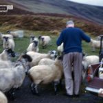Dad & Sheep!